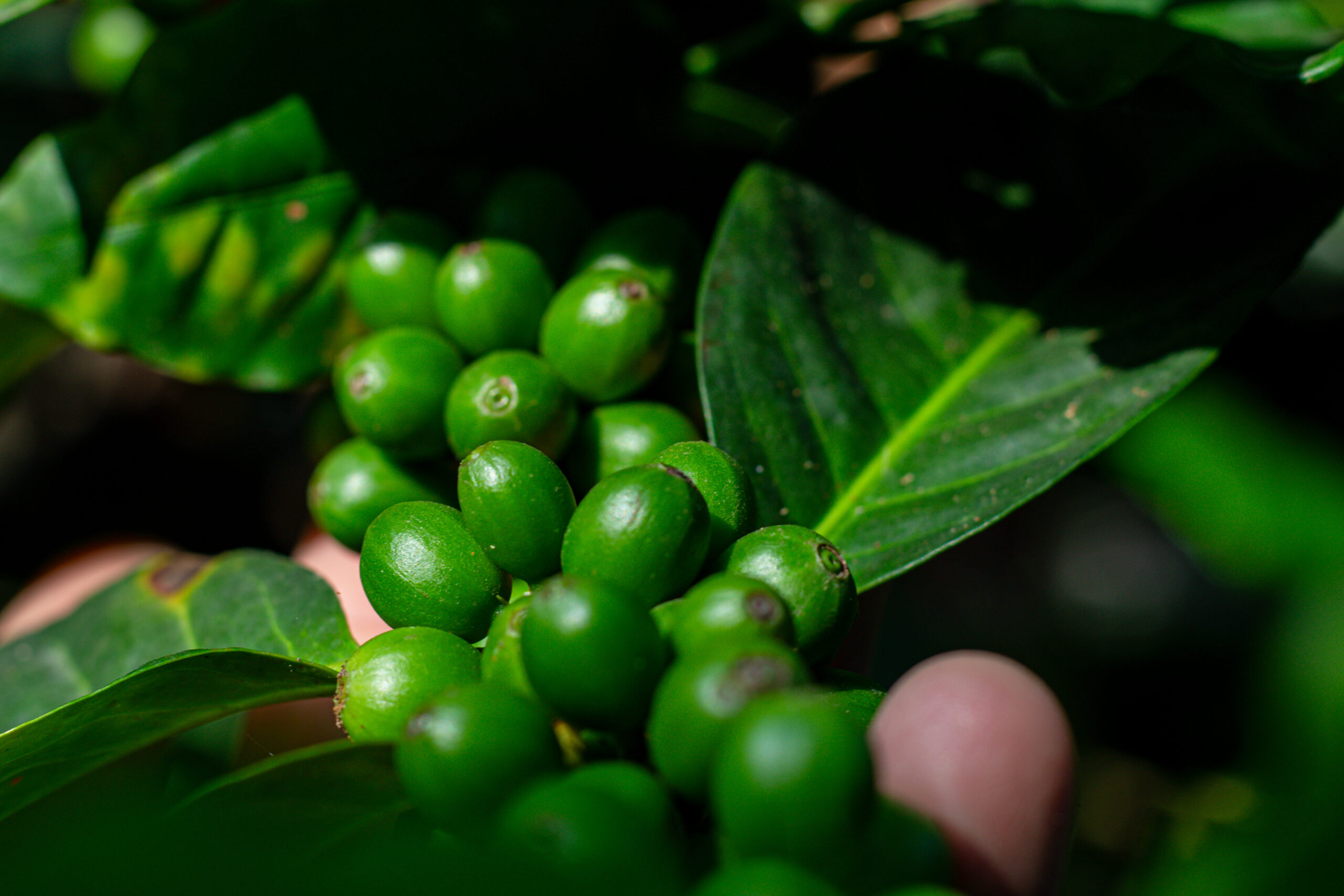 Green Coffee Bean